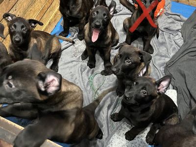 Belgian Malinois