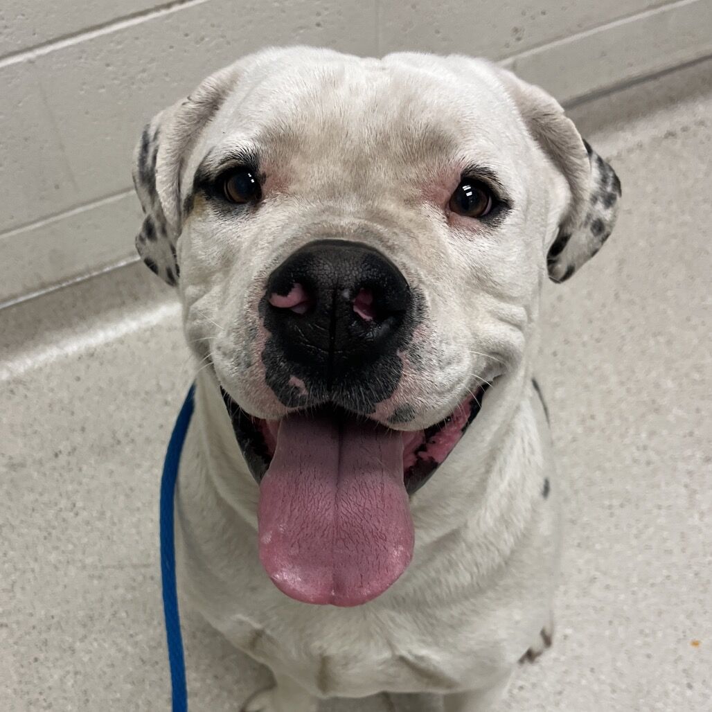 Hello my name is Forest