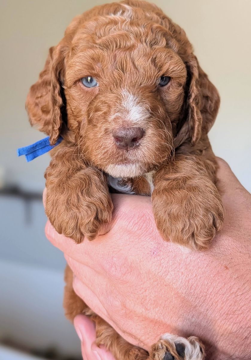 AKC small standard (moyen) puppies- Ready July 14th