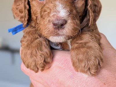 AKC small standard (moyen) puppies- Ready July 14th