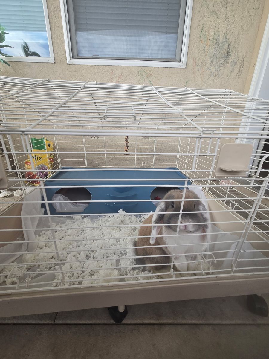 Rabbit Cage (Holland Lop included)