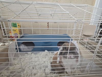 Rabbit Cage (Holland Lop included)