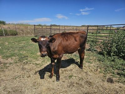 3 steers 6-7 months old