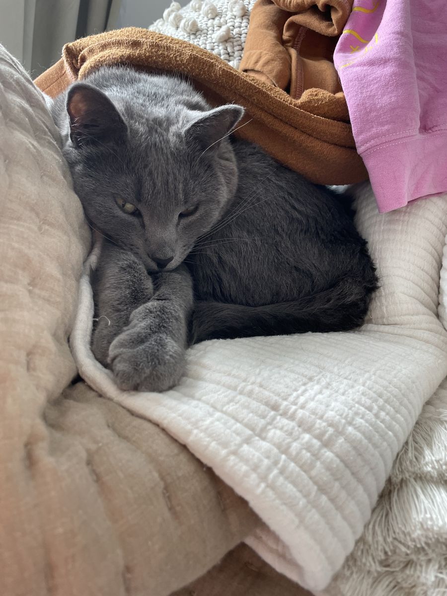 Female Kitty For Free