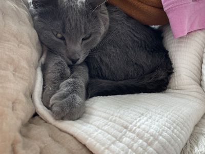 Female Kitty For Free