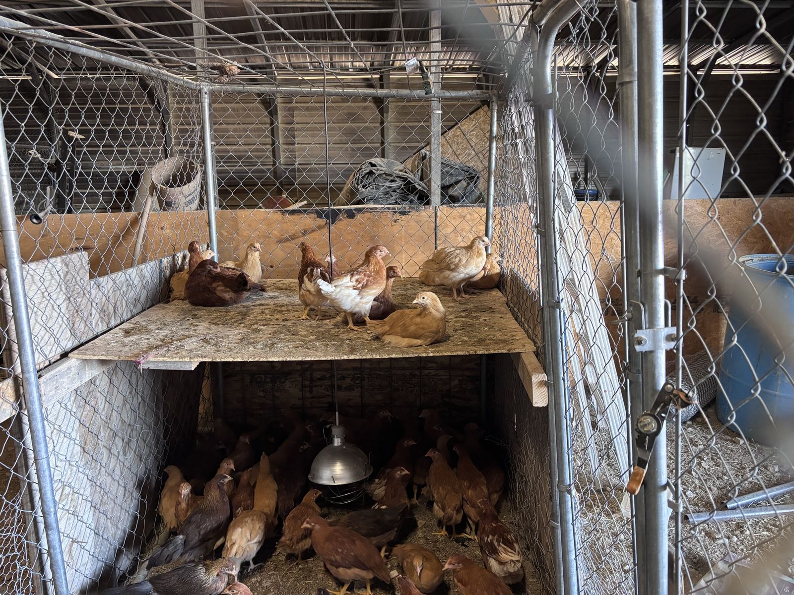 3 1/2 months pullets