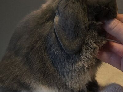 Blue Otter Holland Lop Doe