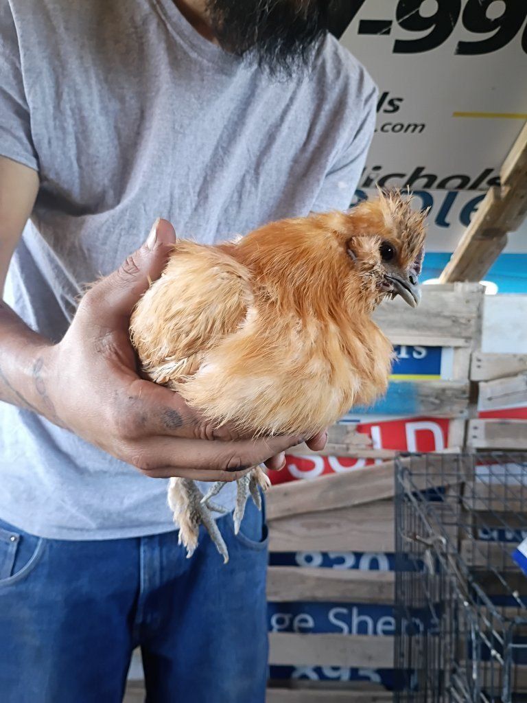 Laying Hens/ Americanas(Blue layers)