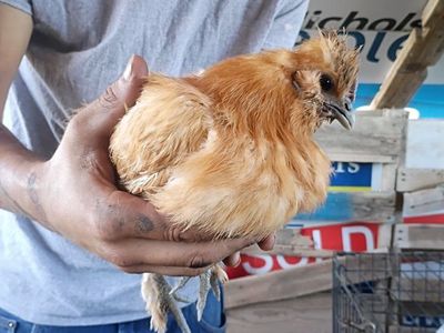 Laying Hens/ Americanas(Blue layers)
