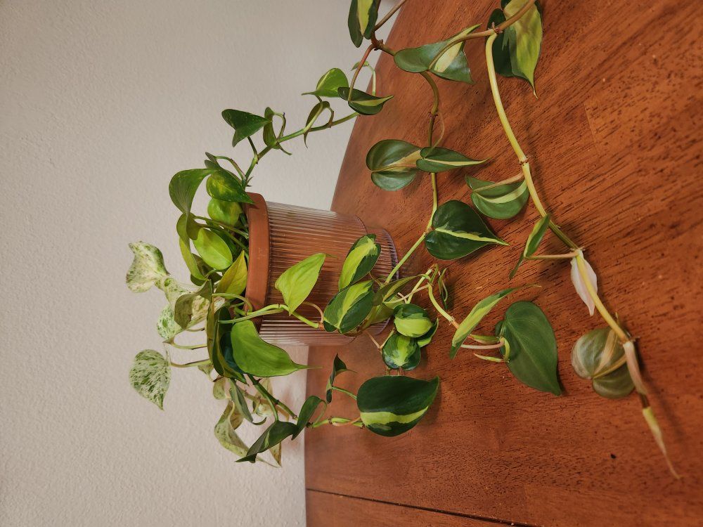 Marble Queen, Golden Pothos, Philodendron Brasil