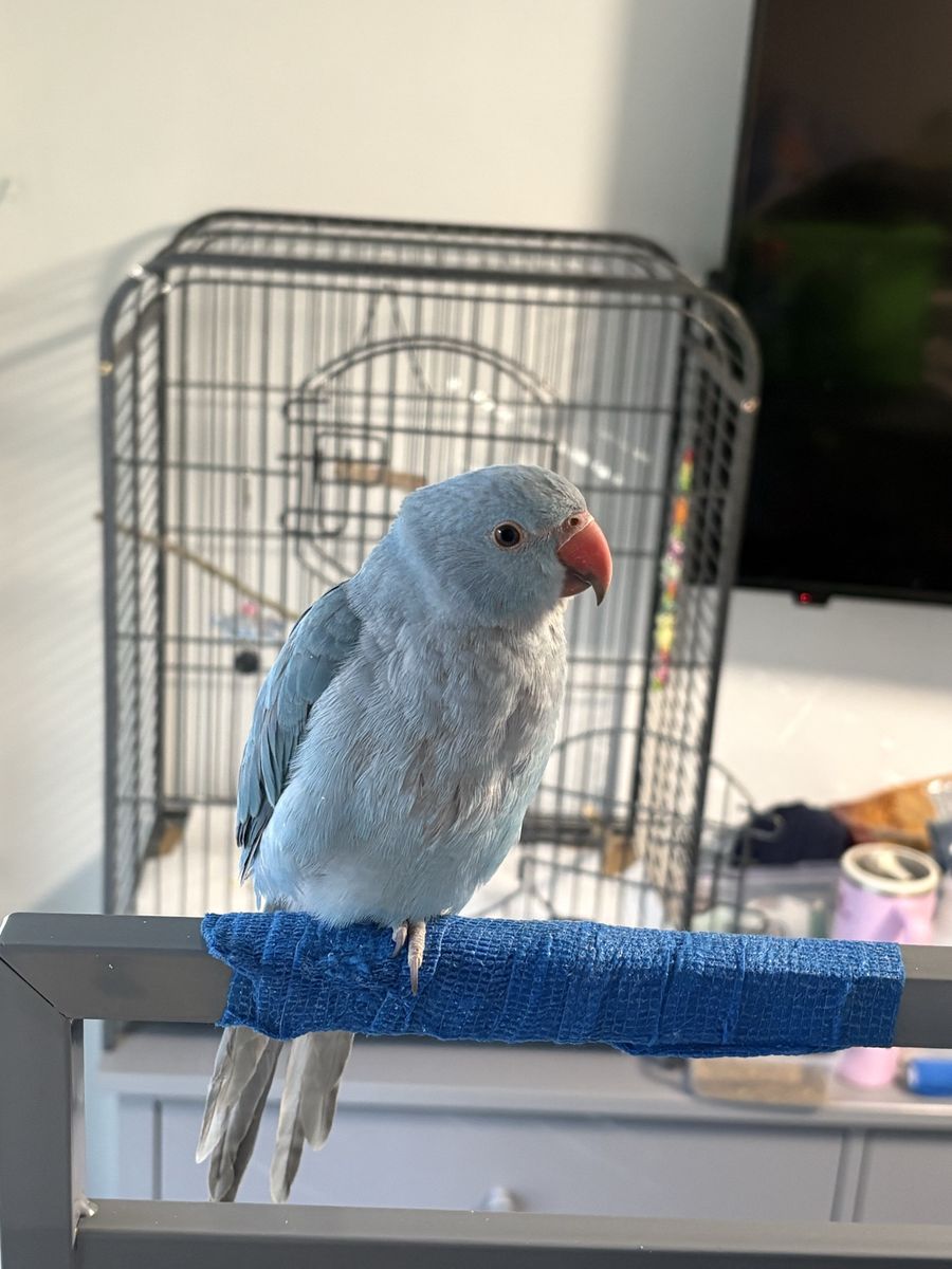 Baby hand fed ring neck