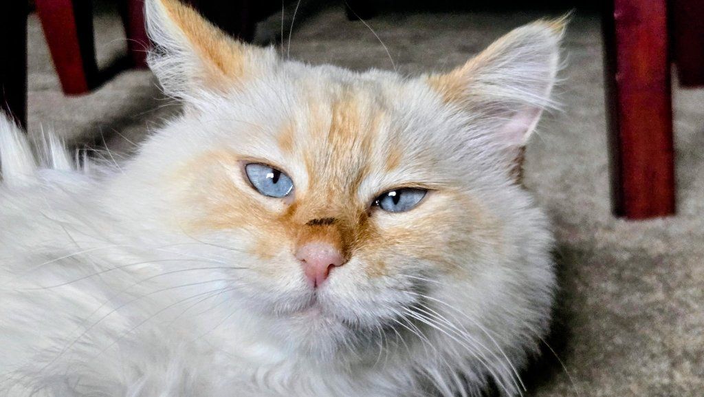 Doris the Cat