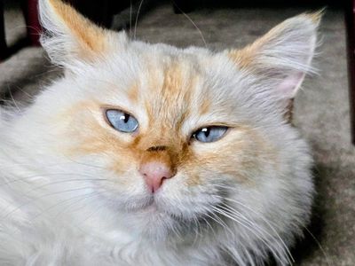 Doris the Cat