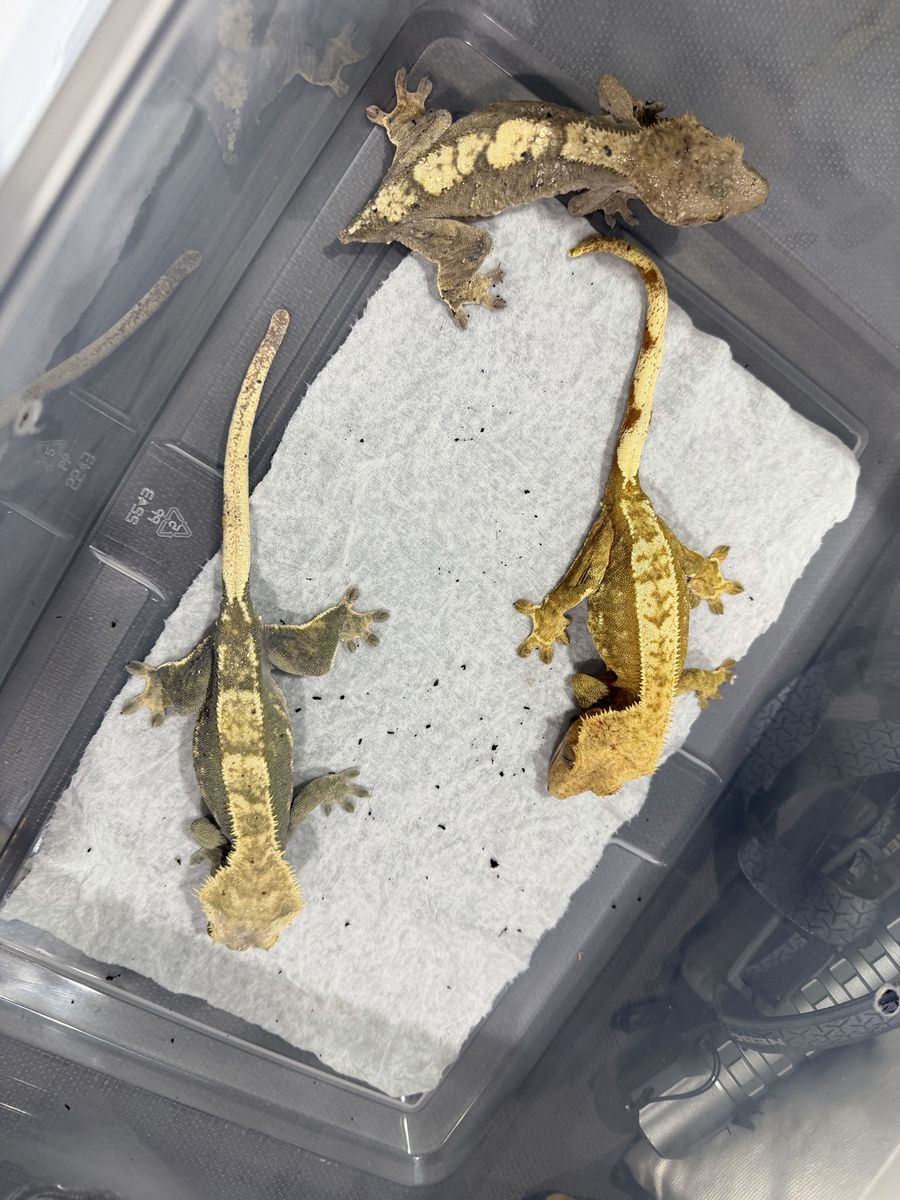 3 female rtb crested geckos lmk if any questions