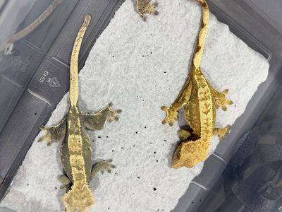 3 female rtb crested geckos lmk if any questions