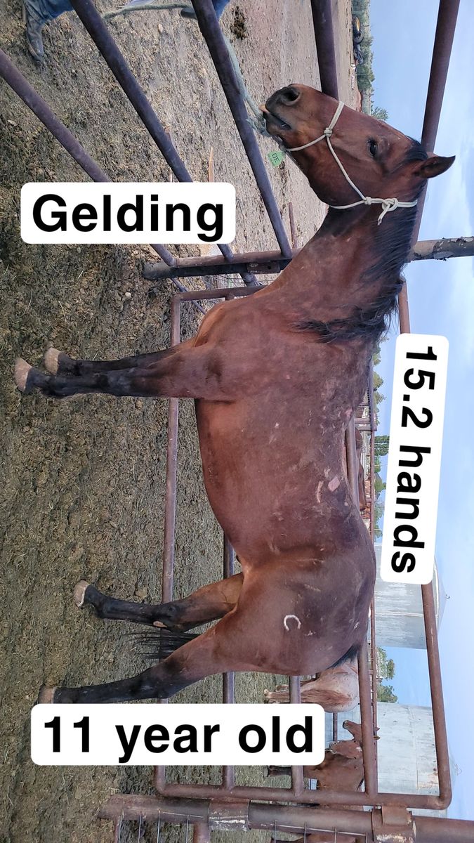 Gelding