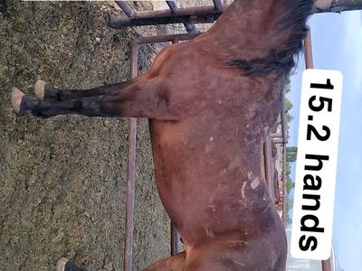 Gelding