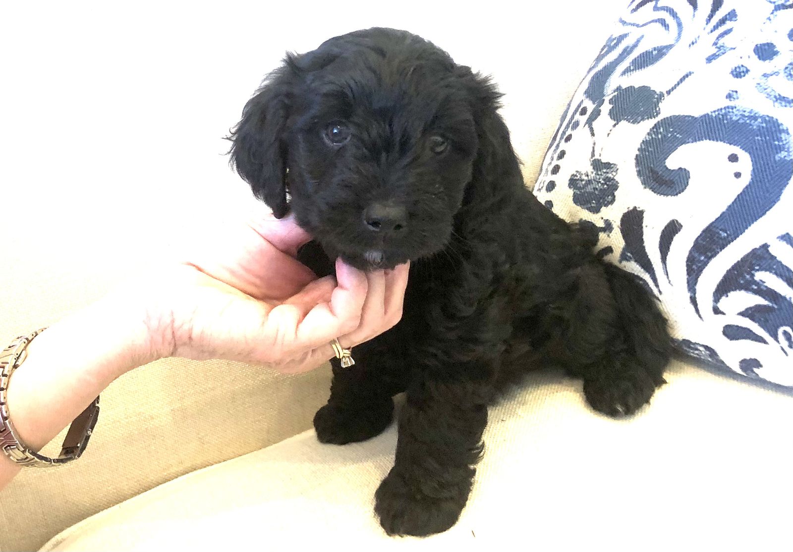 Who makes you smile and laugh and love? Cotondoodles do!!