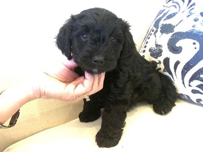 Who makes you smile and laugh and love? Cotondoodles do!!