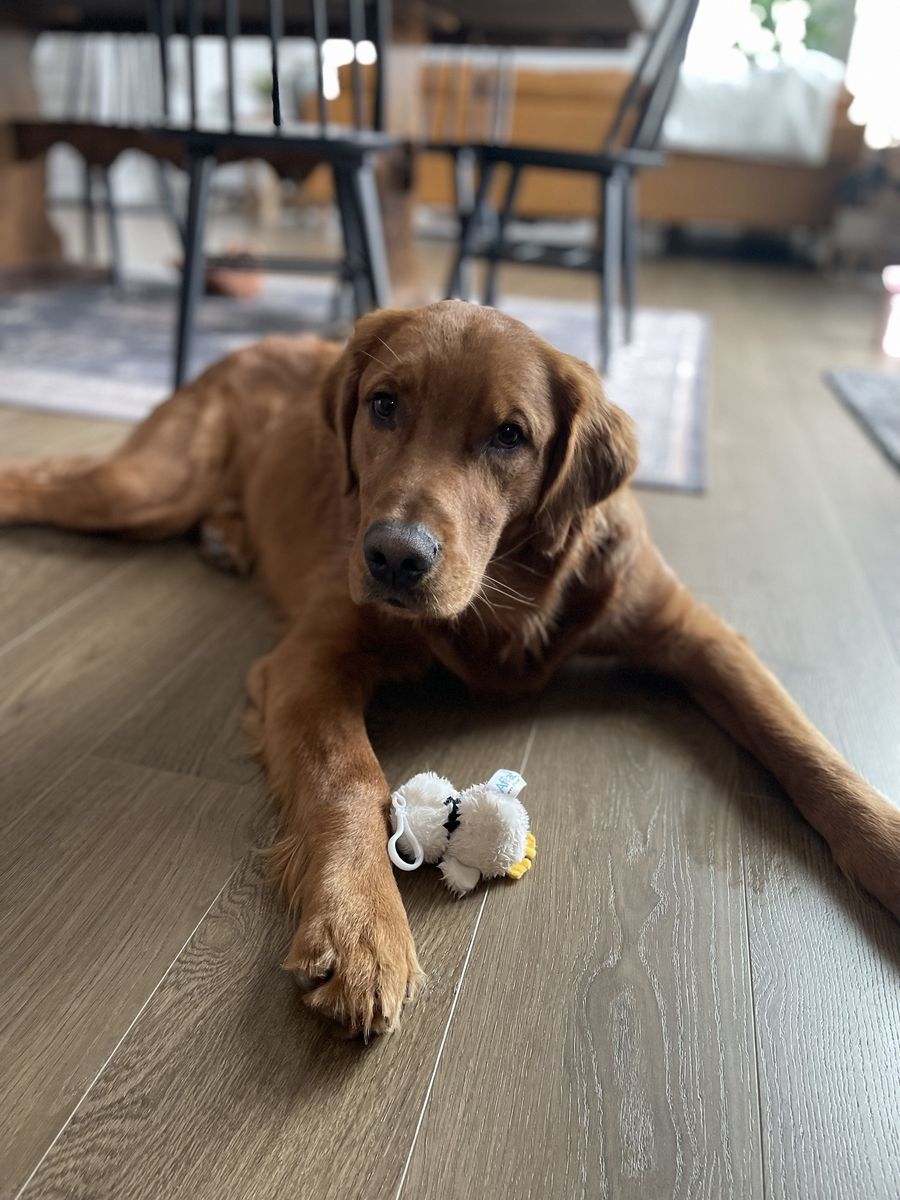 Red Golden Retriever- PROVEN STUD