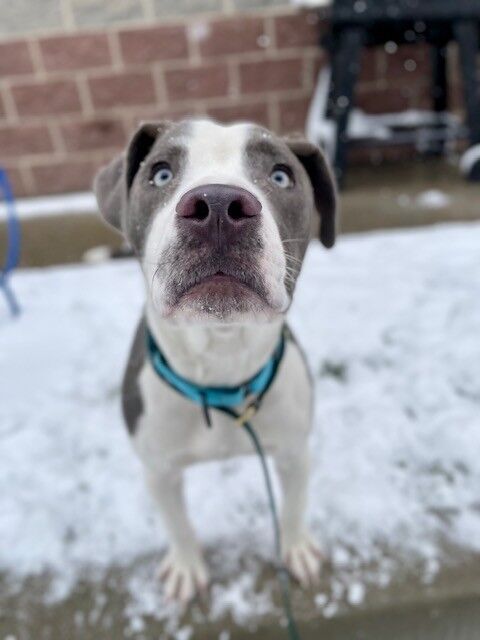 A159472 Bongo is Available for Adoption!