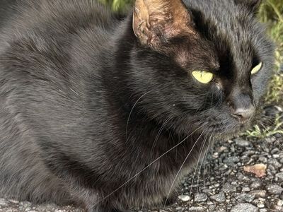 Adult cats for sale