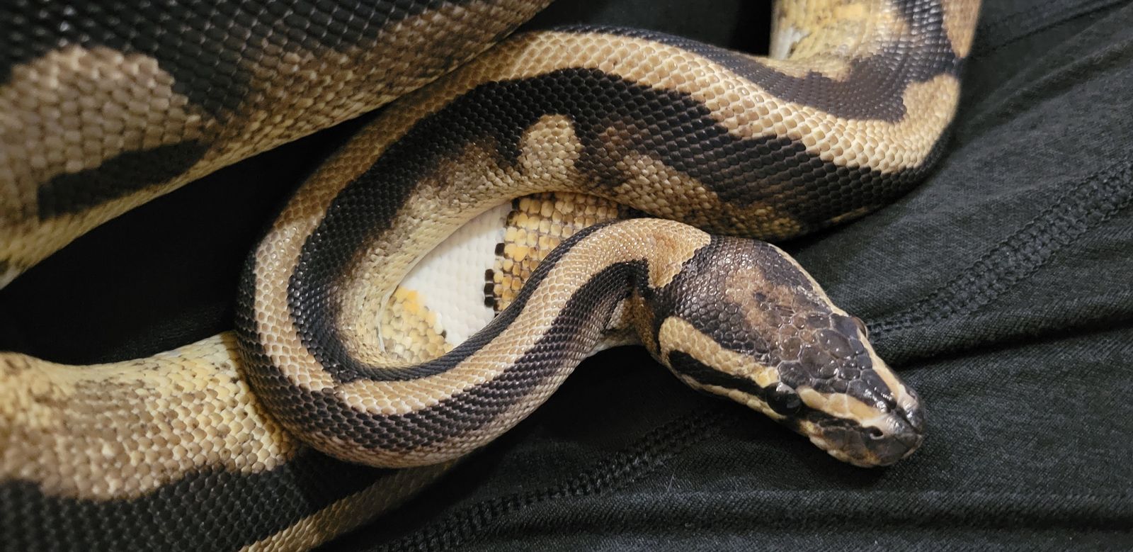 Beautiful Piebald Female Ball Python
