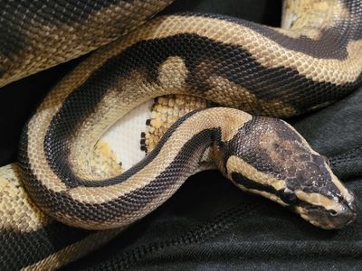 Beautiful Piebald Female Ball Python