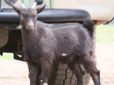 Purebred Nigerian Dwarf Buck