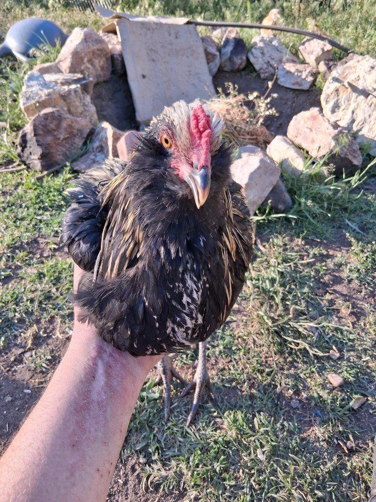 roosters