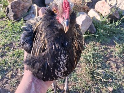 roosters