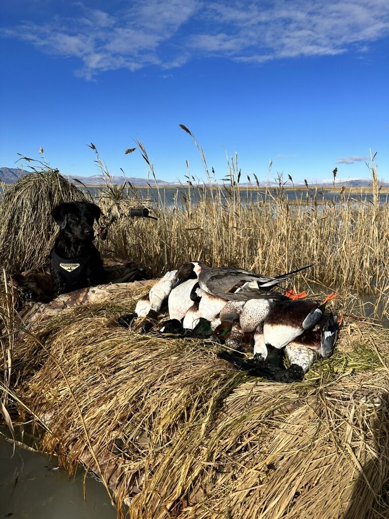 2 Momarsh Fat Boy DP Boats W/Motors & Trailer