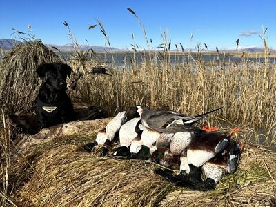 2 Momarsh Fat Boy DP Boats W/Motors & Trailer