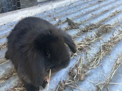 Mini lops