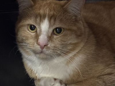 Hello my name is Houston