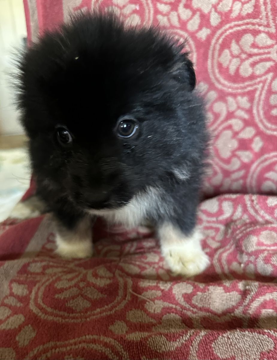Australian Shepherd and Corgi Mix Puppy - Forever Home Needed