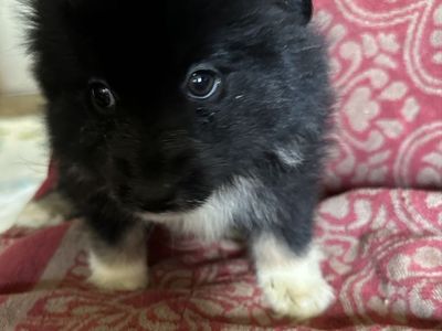 Australian Shepherd and Corgi Mix Puppy - Forever Home Needed