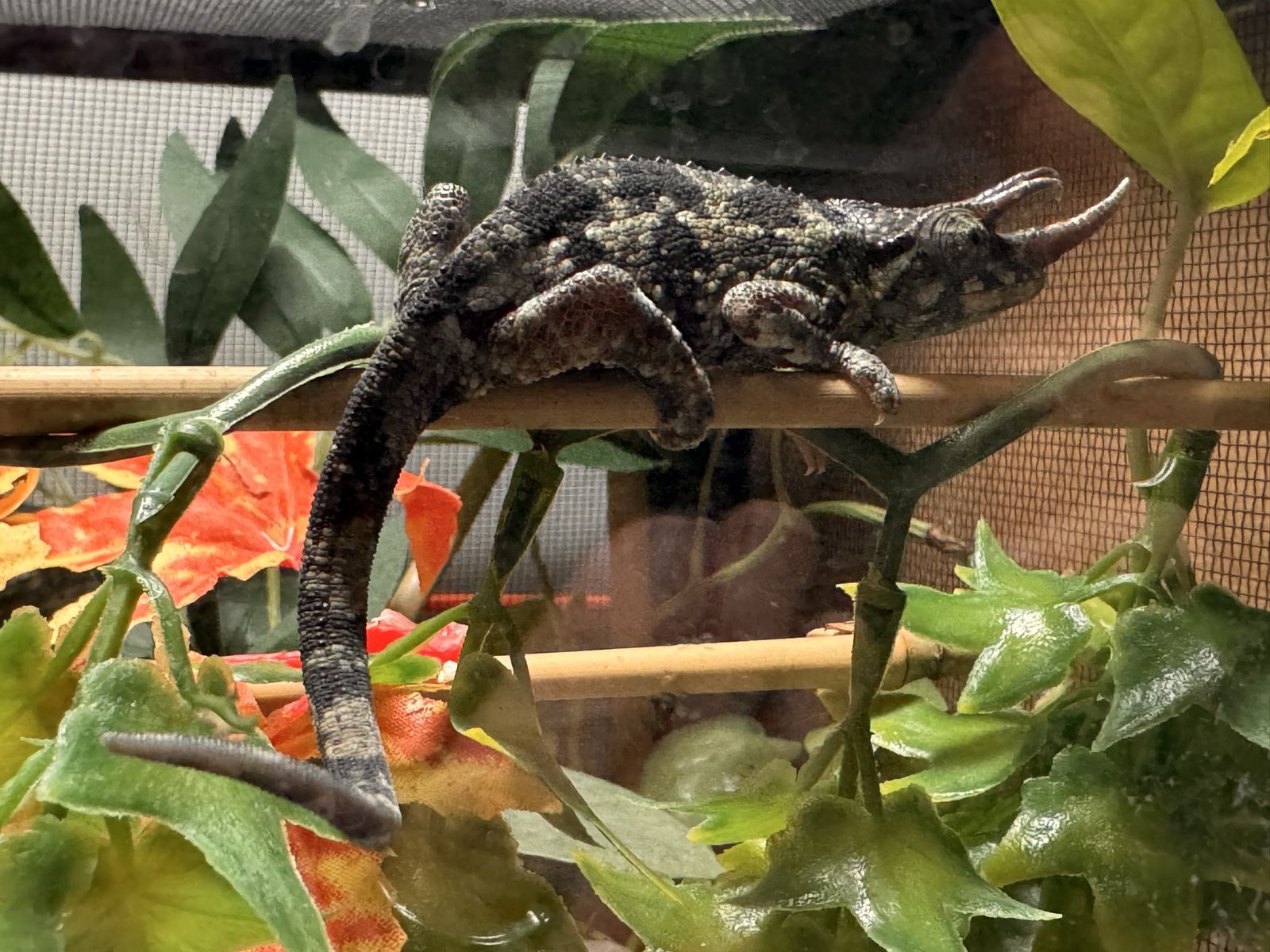Juvenile Rainbow Jackson's Chameleon