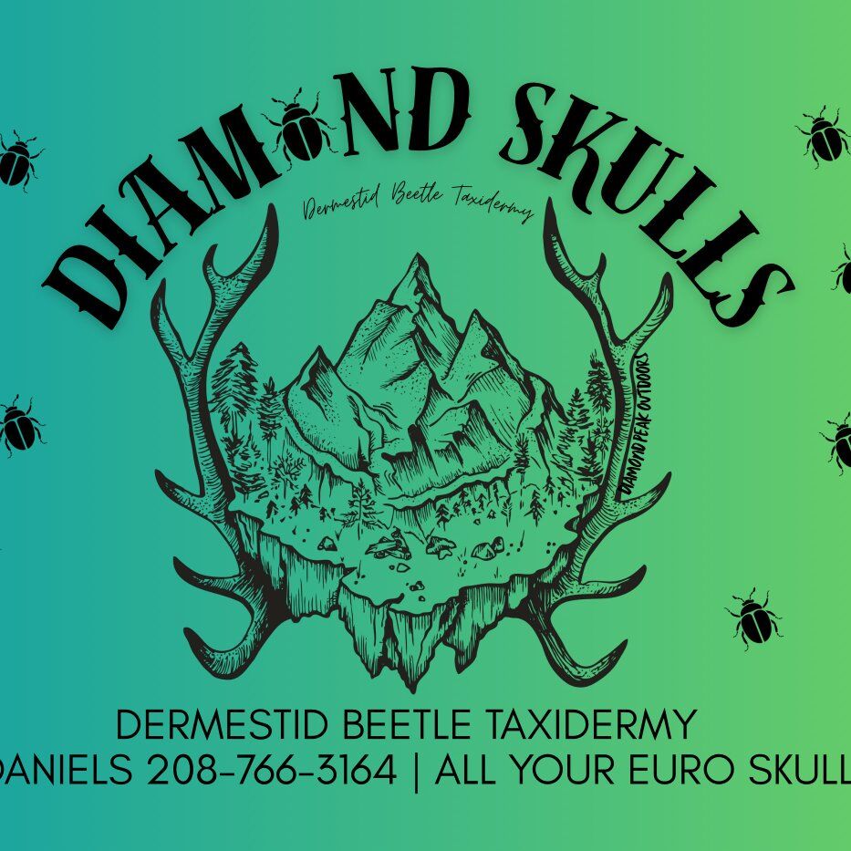 Diamond Skulls Beetle Taxidermy Euros