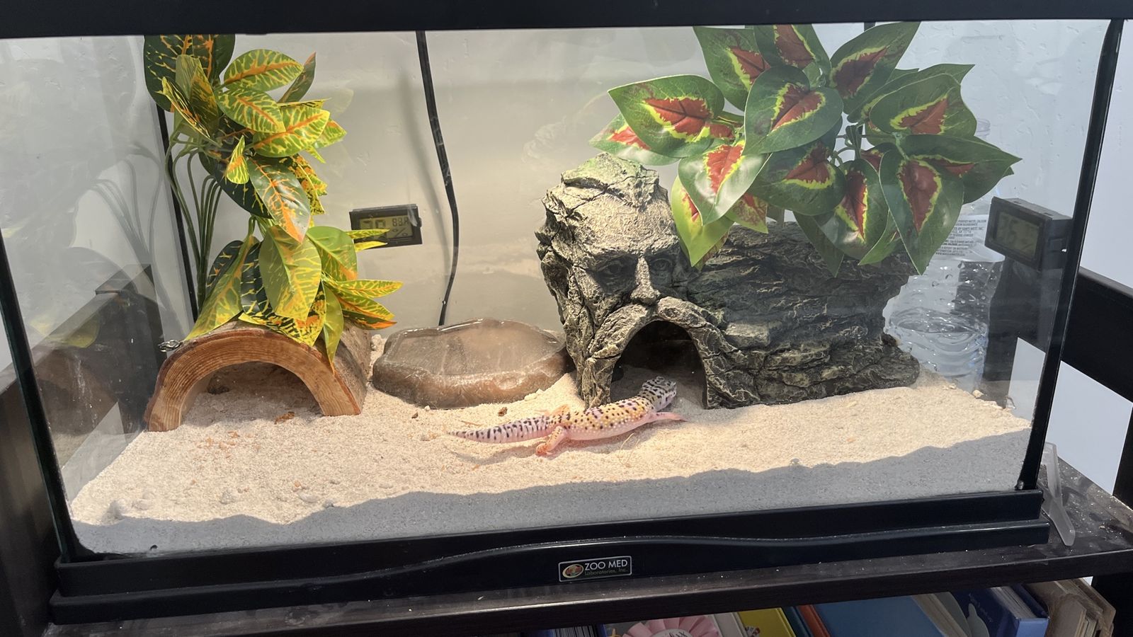 2 leopard gecko rehoming