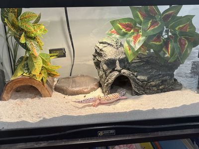 2 leopard gecko rehoming