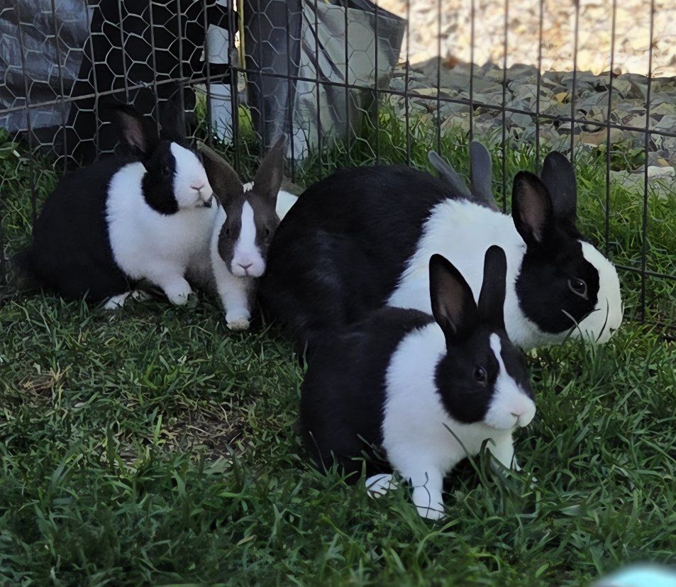 Dutch Bunny Rabbits