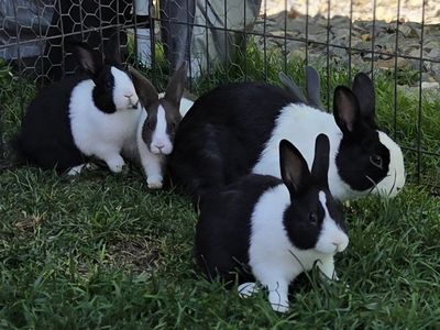 Dutch Bunny Rabbits