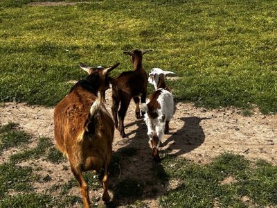 21 Goats (Boer/Nubian/Nigerian)