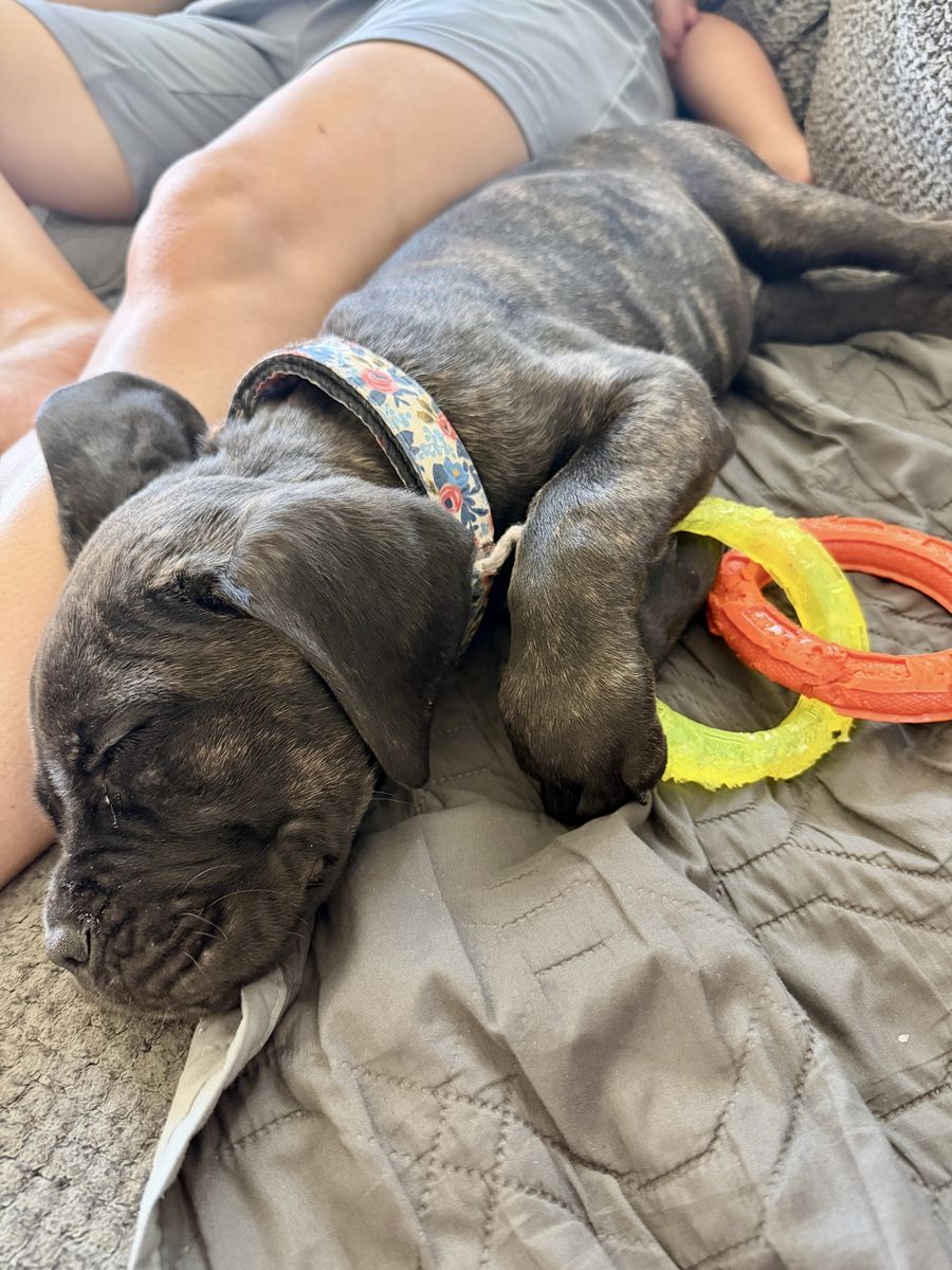 Cane Corso Puppy - Female Black Brindle Coat