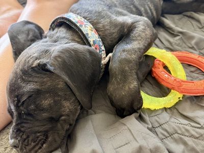 Cane Corso Puppy - Female Black Brindle Coat