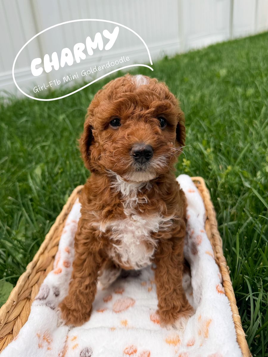 Beautiful Tuxedo F1B Mini Goldendoodles, Hypoallergenic, Puppy Culture Trained