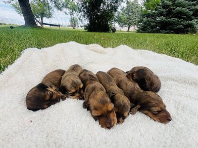 Akc mini dachshunds longhair pups !Can deliver to Ogden