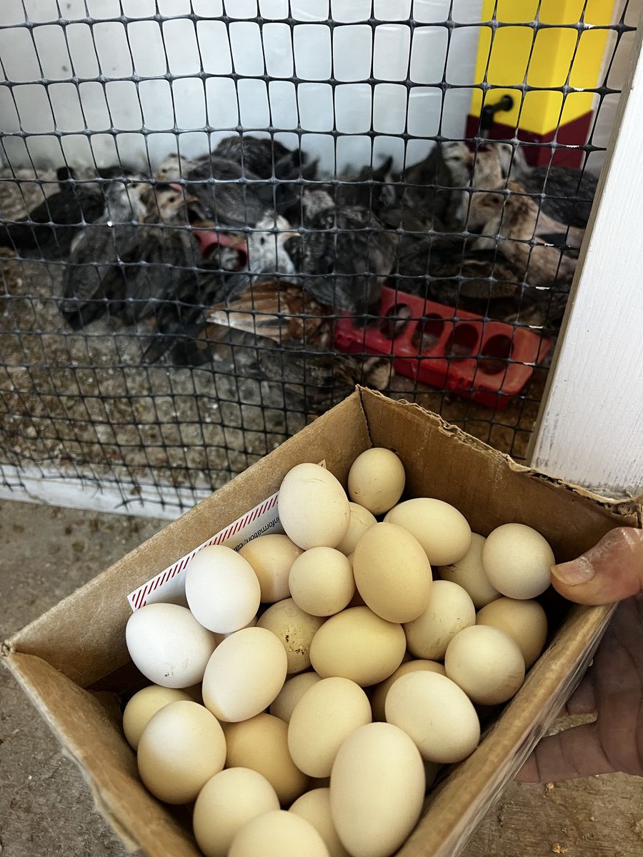 Hatching eggs Kikirikis bantams eggs