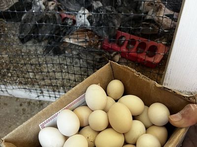 Hatching eggs Kikirikis bantams eggs